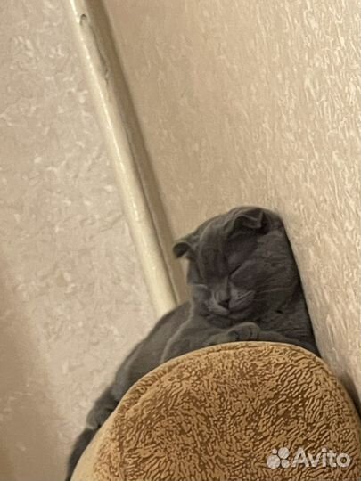 Шотландская