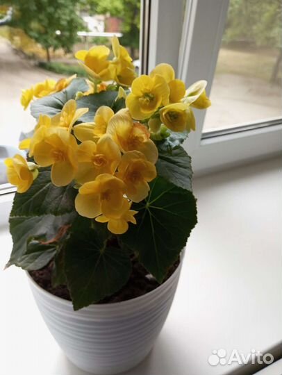 Бегония элатиор