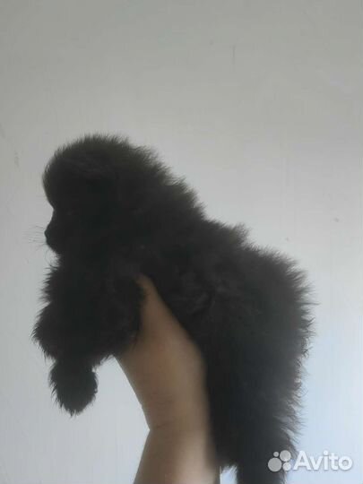 Щенки шпица