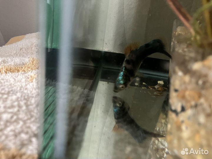 Самцы черного меченосца