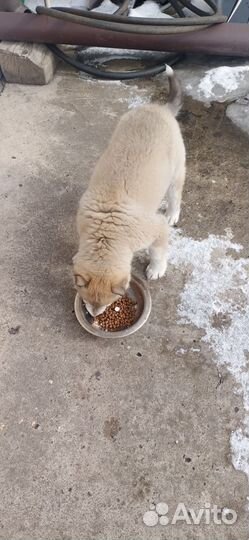 Щенок в добрые руки бесплатно