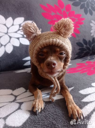 Одежда для собак мелких пород