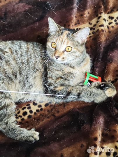 Кошки в добрые руки бесплатно