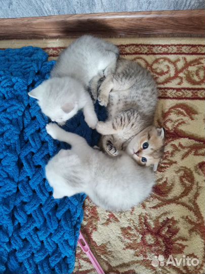 Котята британской серебристой шиншиллы