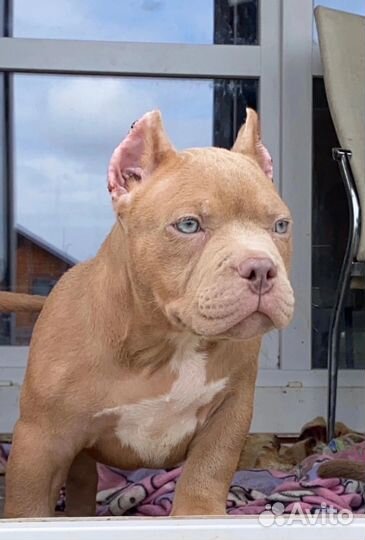 Американский булли мальчик классик Шоу класса