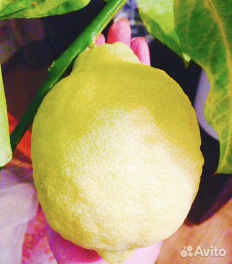 Укорененные черенки лимона от плодоносящего дерева