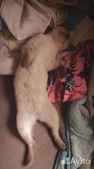 Сиамские котята