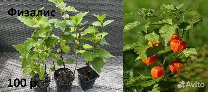 Многолетние неприхотливые растения для дачи