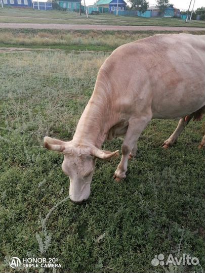 Корова стельная дойная