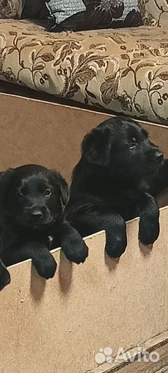 Щенки лабрадора бесплатно