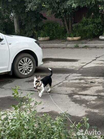 Собака в добрые руки