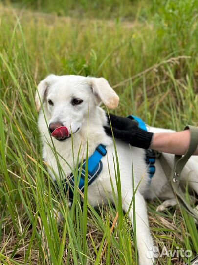Собака из приюта