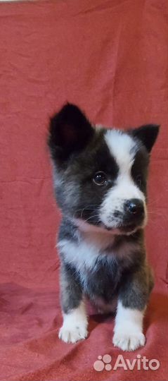 Щенки американской акиты