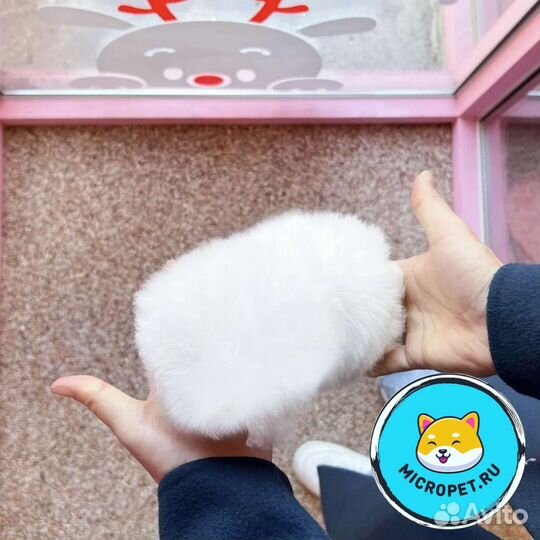 Бишон Фризе Девочка из Кореи