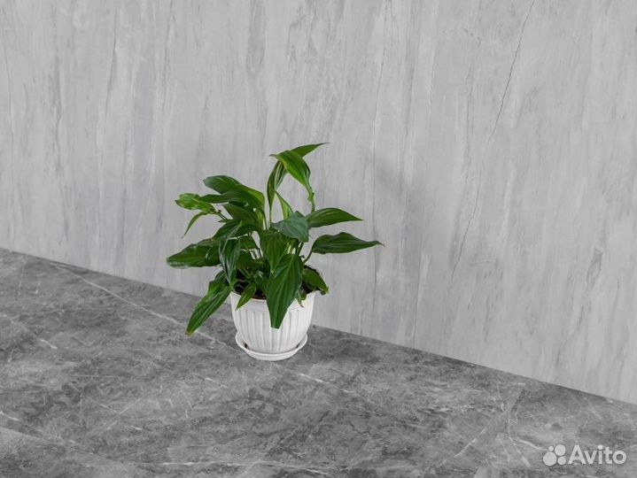 Ламинат SPC 43 класс 4 мм Вильена AY-9898