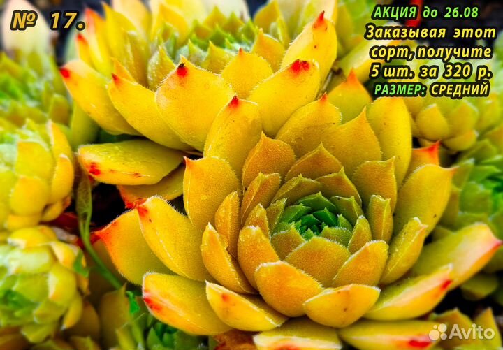 Многолетние Цветы/ Каменные розы/ Суккуленты)