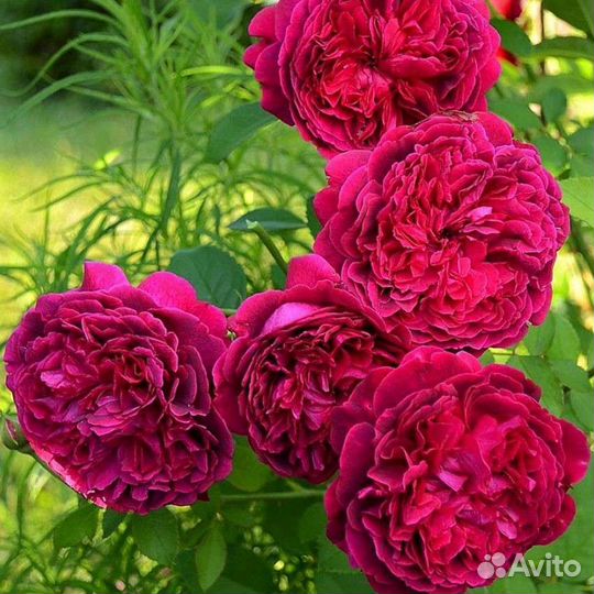 Роза Вильям Шекспир