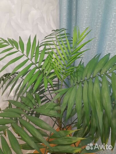 Комнатные цветы пальма