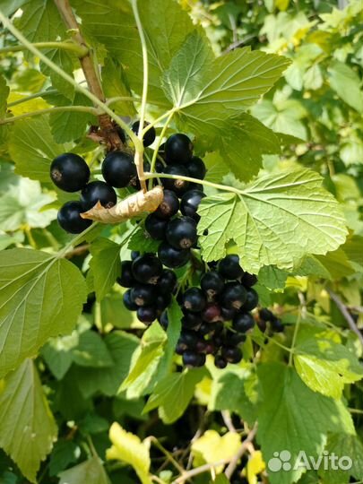 Черная смородина ягода свежая