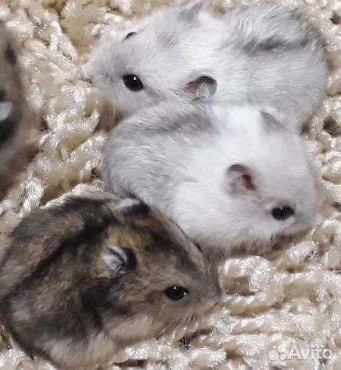 Джунгарский хомяк