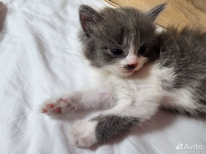 Котята милые волшебные. Пушистые :)