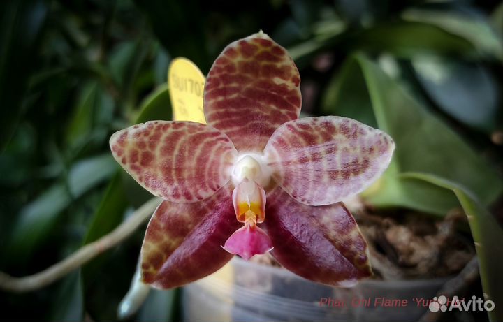 Phal. Miro Jo Gi Peter, Ohl Flame Yung Ho и др