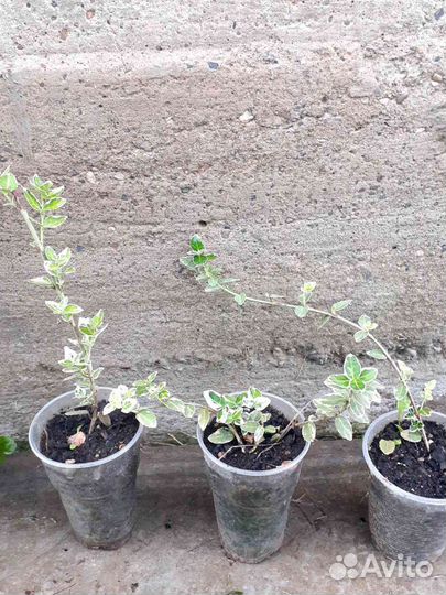 Каштан, бересклет, ива нана