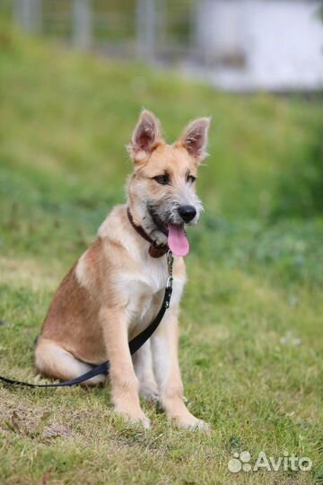 Крупный щенок