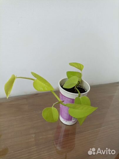 Сциндапсус Neon