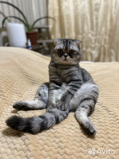 Вязка с шотландским вислоухим котом