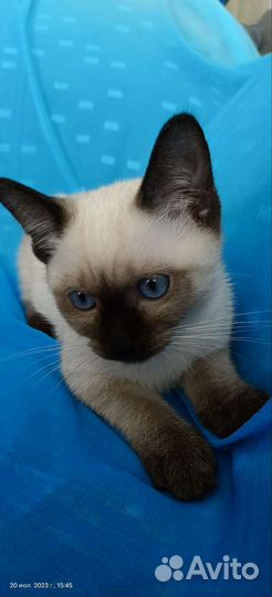 Котята тайские