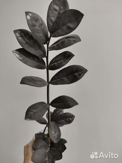 Замиокулькас черный равен (долларовое дерево)