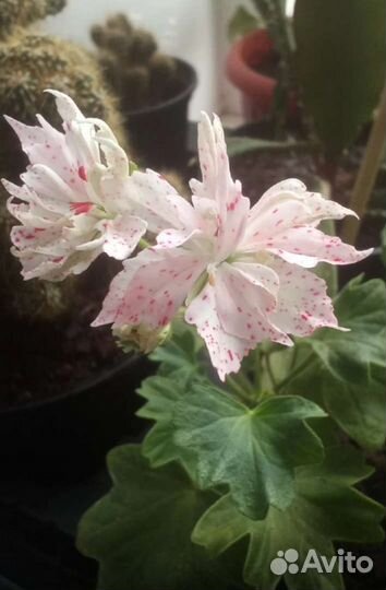 Комнатные и садовые растения (хойя, кактусы