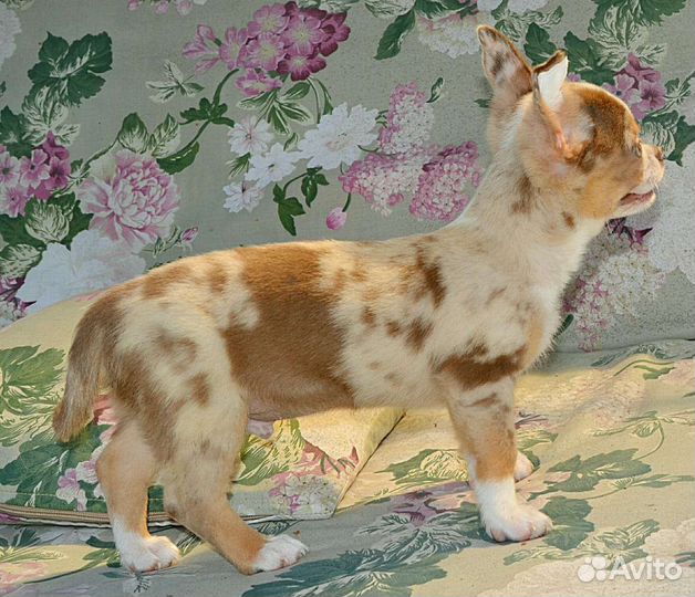 Щенки чихуахуа