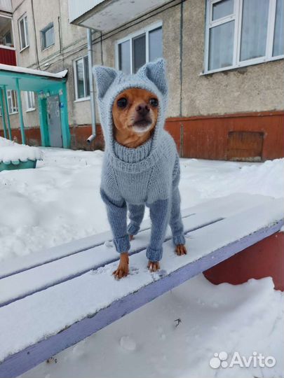 Вязанный комбинезон для собак