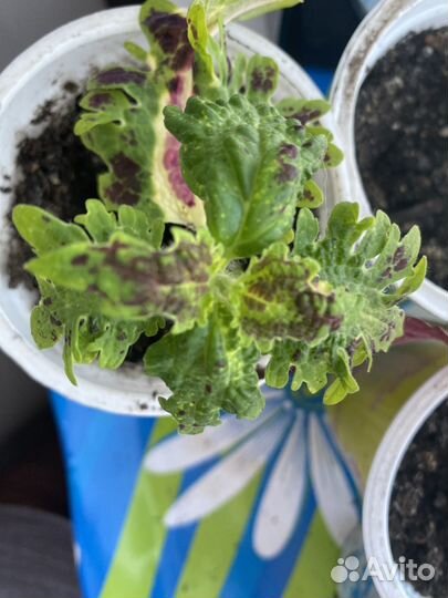 Колеусы вегетативные черенки