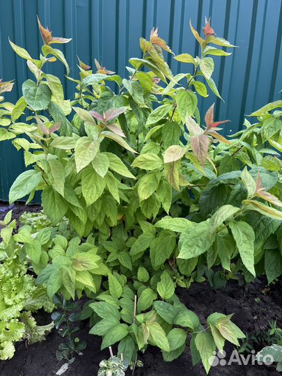 Растения для сада