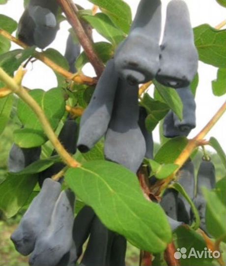 Жимолость, 3 и 4 года, 7 сортов