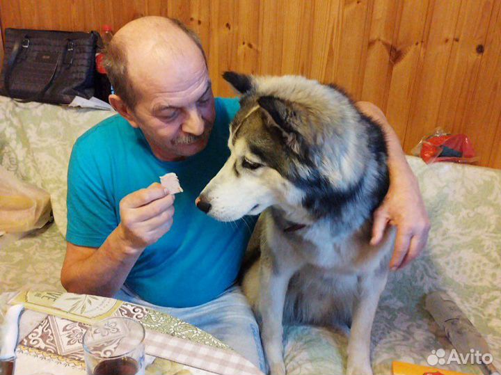 Добрый хаски пёс в дар