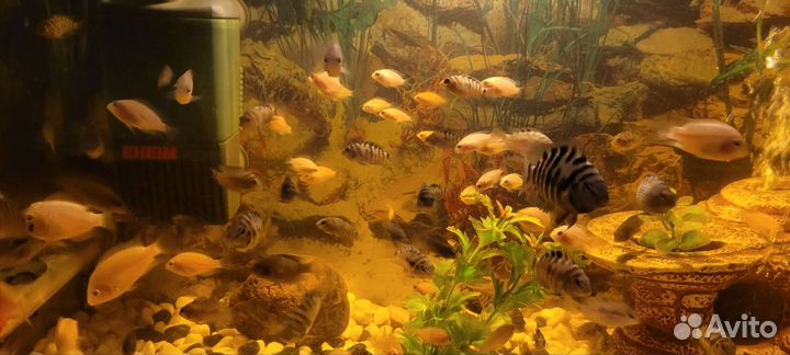 Аквариумные рыбки цихлиды