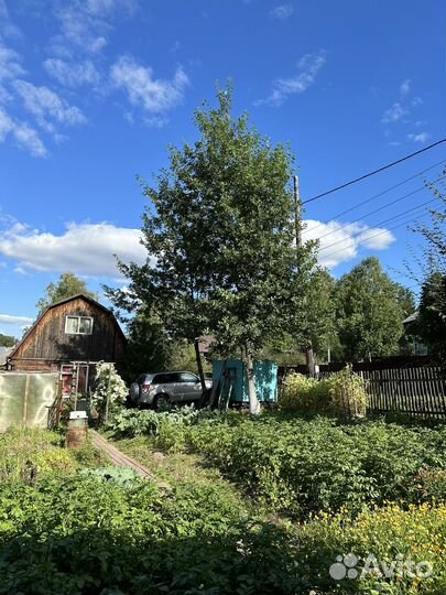 Саженцы дуба