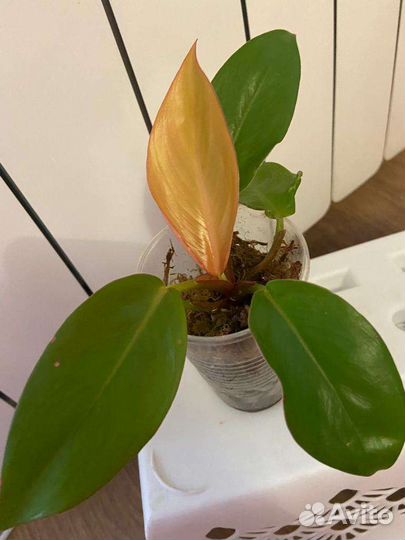 Филодендроны