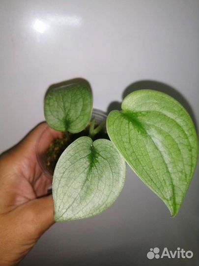 Сциндапсусы-Хиро,Мунлайт,Экзотика