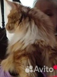 Кот мейн-кун