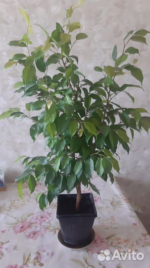 Фикус бенджамина