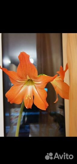 Гиппиаструм