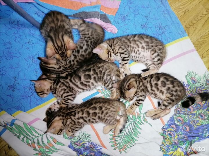 Бенгальские котята
