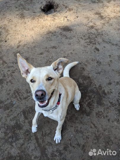 Собака в добрые руки