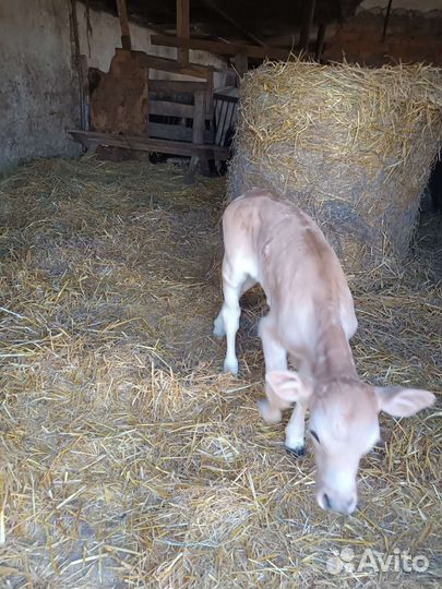 Корова с теленком