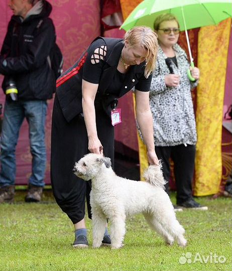 Щенки Пуми (венгерская пастушья собака)